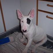 Bullterrier Ozzy - Alaysius - RIP