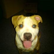 Amerikansk staffordshire terrier  - Psycho