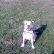 Amerikansk staffordshire terrier  - Psycho