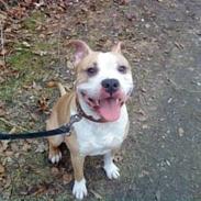 Amerikansk staffordshire terrier  - Psycho