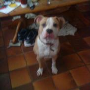 Amerikansk staffordshire terrier  - Psycho