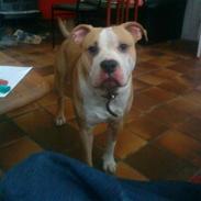 Amerikansk staffordshire terrier  - Psycho
