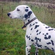 Dalmatiner Lady Gaga