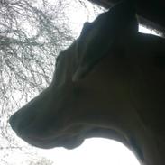 Dalmatiner Lady Gaga