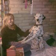 Dalmatiner Lady Gaga