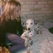 Dalmatiner Lady Gaga