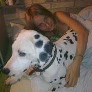 Dalmatiner Lady Gaga