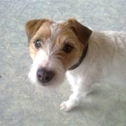 Parson russell terrier Fie