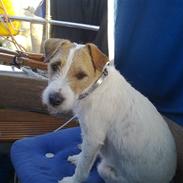 Parson russell terrier Fie