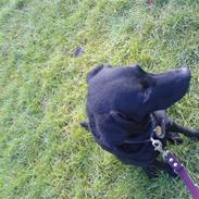 Labrador retriever Leica