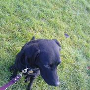 Labrador retriever Leica