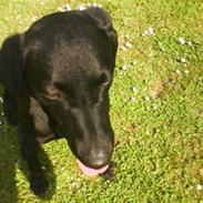 Labrador retriever Leica