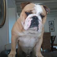 Engelsk bulldog Gizmo