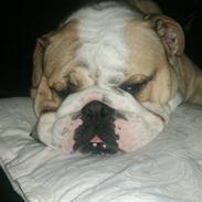 Engelsk bulldog Gizmo