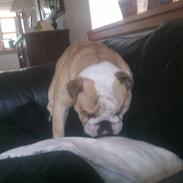Engelsk bulldog Gizmo