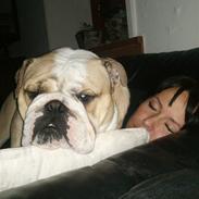 Engelsk bulldog Gizmo