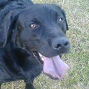 Labrador retriever Vaks