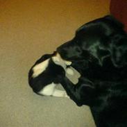 Labrador retriever Vaks