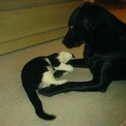 Labrador retriever Vaks