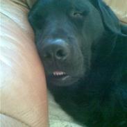 Labrador retriever Vaks