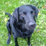 Labrador retriever Vaks