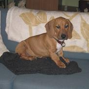 Blanding af racer Balder