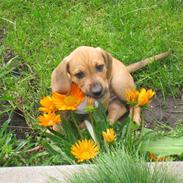 Blanding af racer Balder