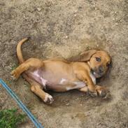 Blanding af racer Balder