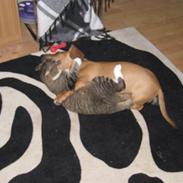 Blanding af racer Balder