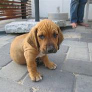 Blanding af racer Balder