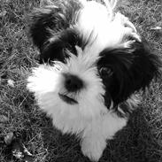 Shih tzu Dinho
