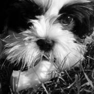Shih tzu Dinho