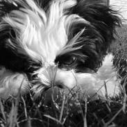 Shih tzu Dinho