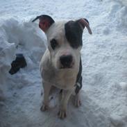 Amerikansk staffordshire terrier Chevy