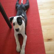 Amerikansk staffordshire terrier Chevy