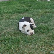 Amerikansk staffordshire terrier Chevy