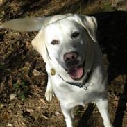 Labrador retriever Max