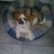 Papillon laika