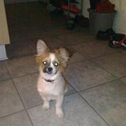 Papillon laika