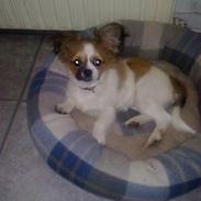 Papillon laika
