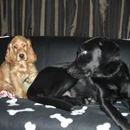 Cocker spaniel Zika (Født 23-09-09)