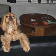 Cocker spaniel Zika (Født 23-09-09)