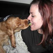 Cocker spaniel Zika (Født 23-09-09)