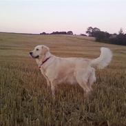 Golden retriever Unique