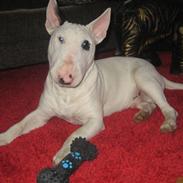 Bullterrier steadfast blackeyed pirat