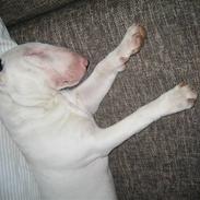 Bullterrier steadfast blackeyed pirat