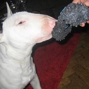 Bullterrier steadfast blackeyed pirat