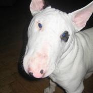 Bullterrier steadfast blackeyed pirat