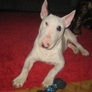 Bullterrier steadfast blackeyed pirat