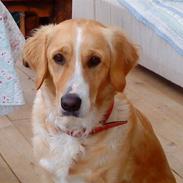 Blanding af racer Bella